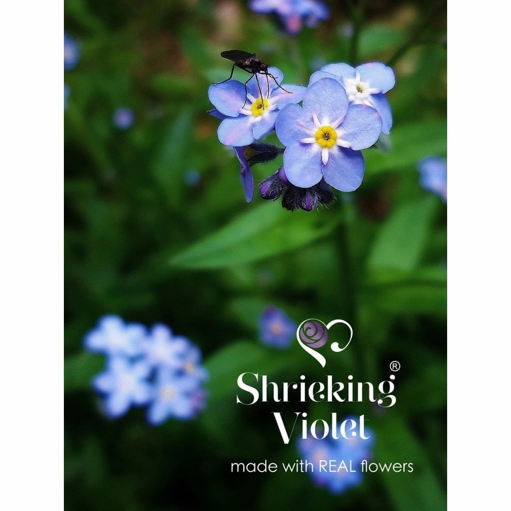 Shrieking Violet Real Flower Forget Me Not Heart Stud Earrings FE15
