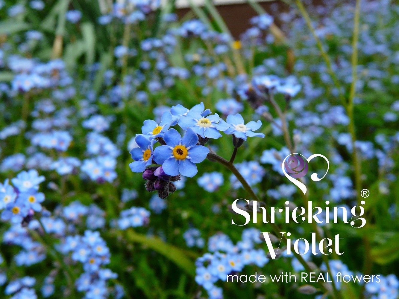 Shrieking Violet Real Flower Forget Me Not Huggie Earrings FEH02